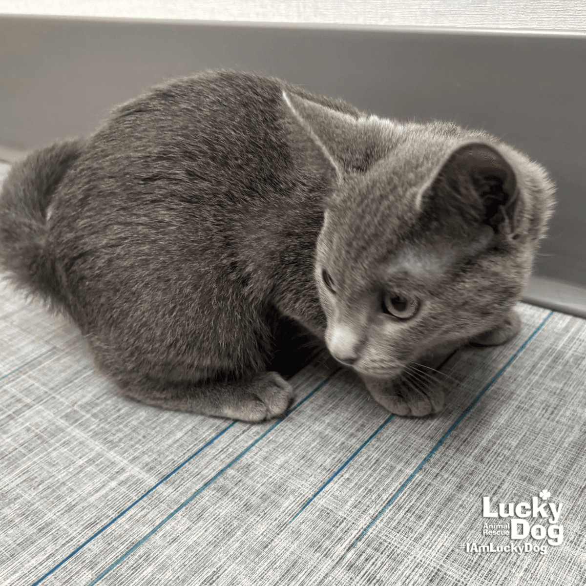 Ann - Domestic Short Hair
