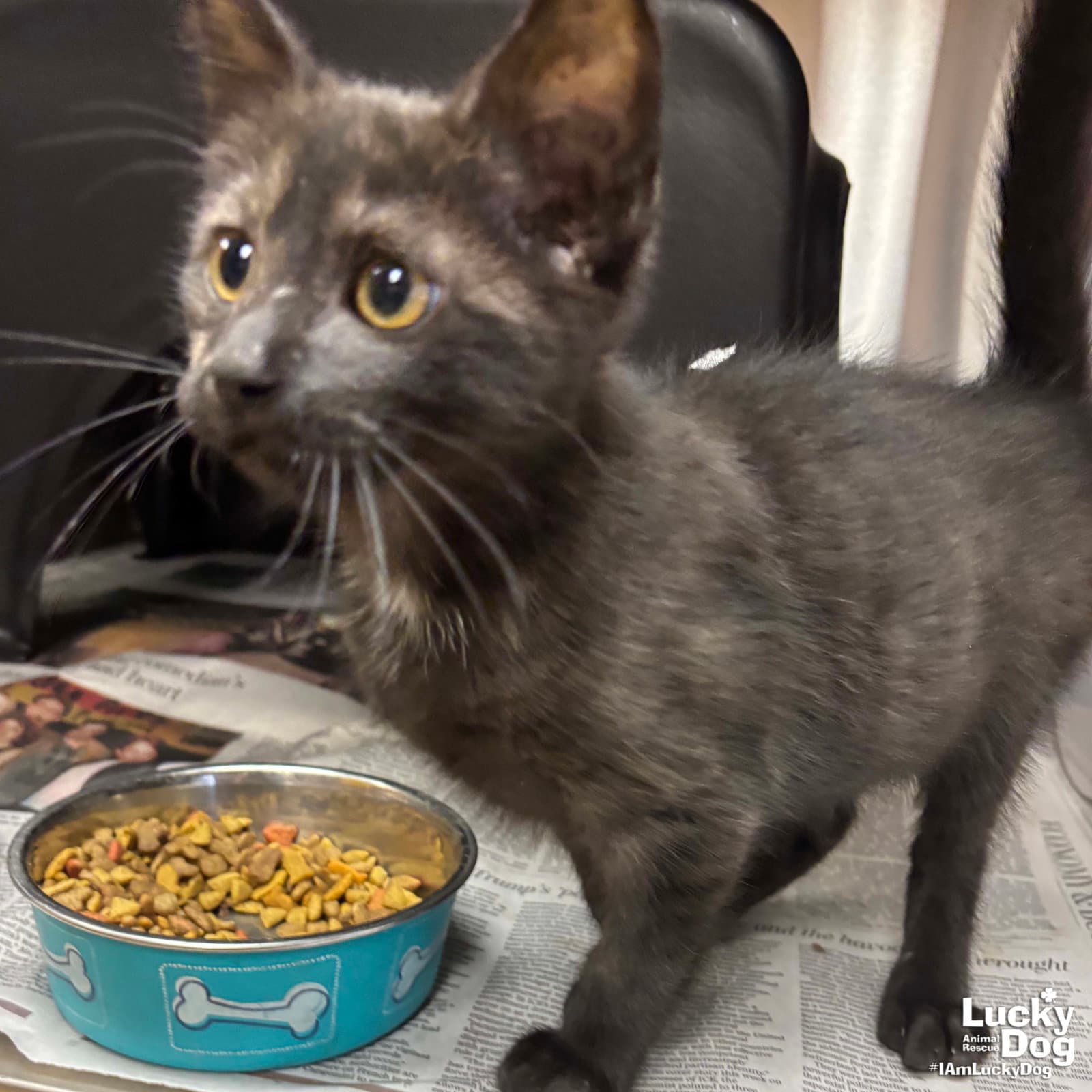 Oxford - Domestic Short Hair