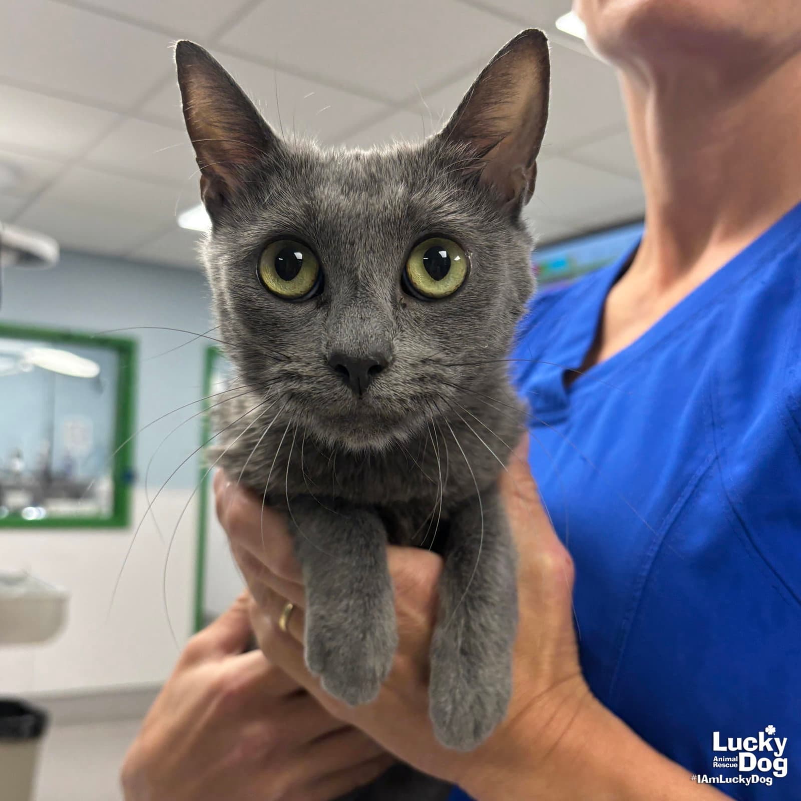 Rose - Domestic Short Hair