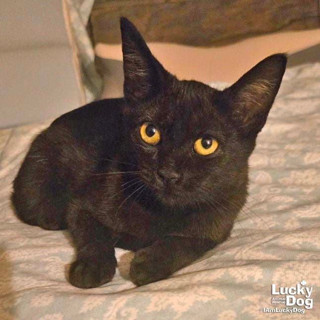 Sunny - Domestic Short Hair
