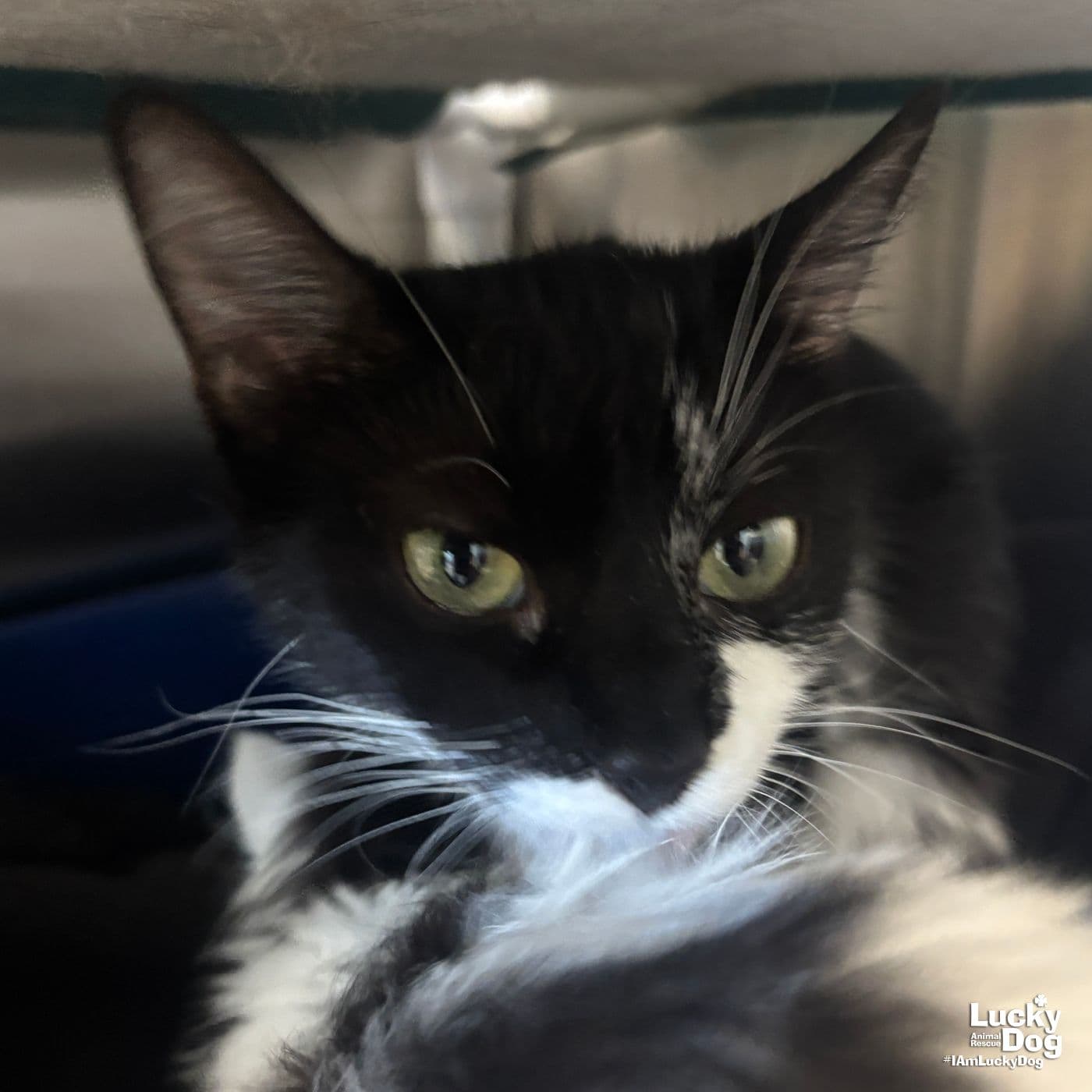 Burlina - Domestic Short Hair