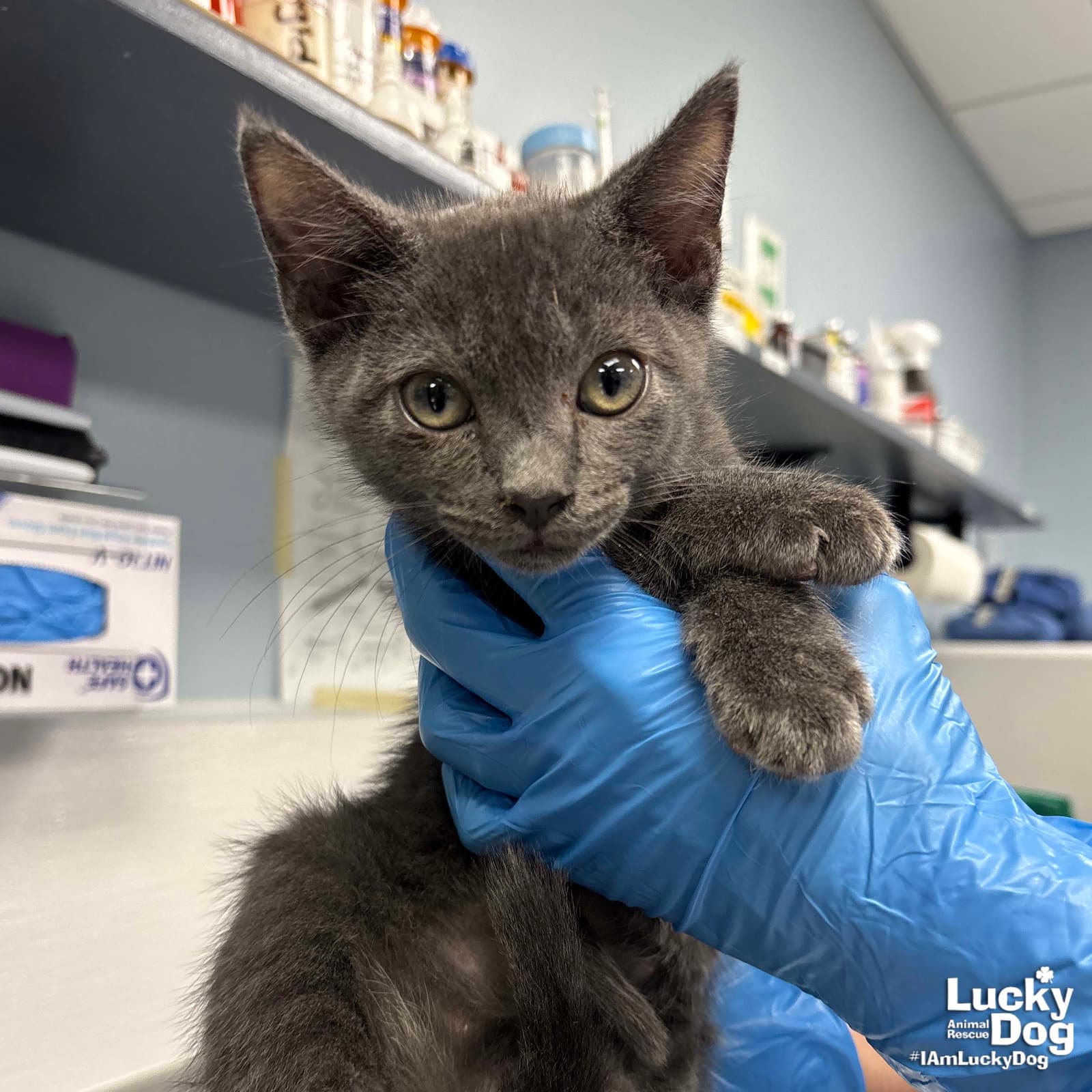 Wesley - Domestic Short Hair