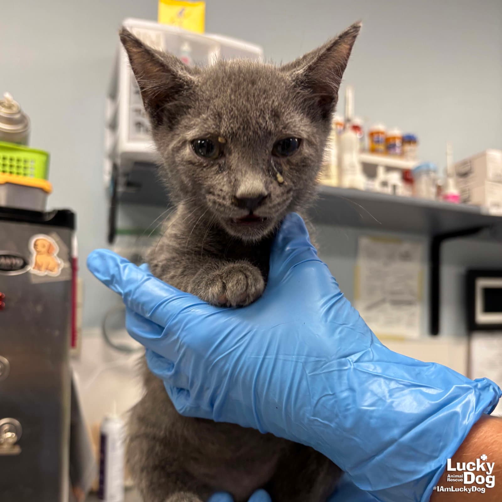 Webster - Domestic Short Hair
