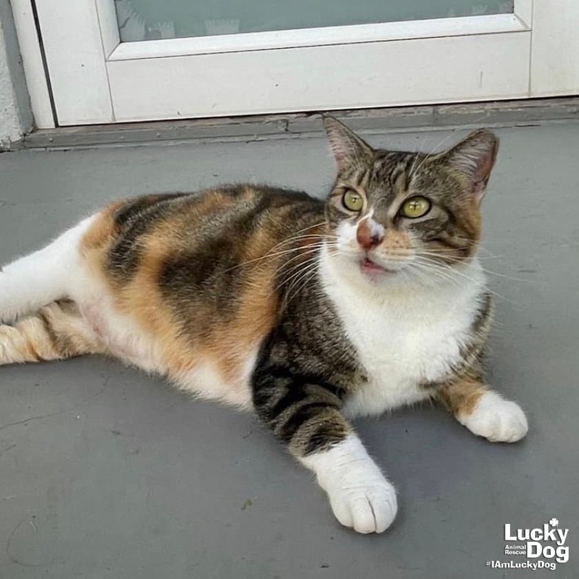 Nicole - Domestic Short Hair