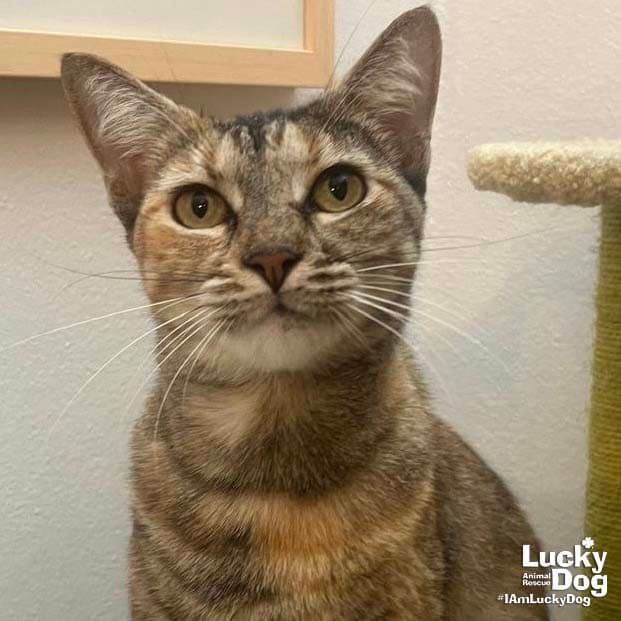 Fern - Domestic Short Hair