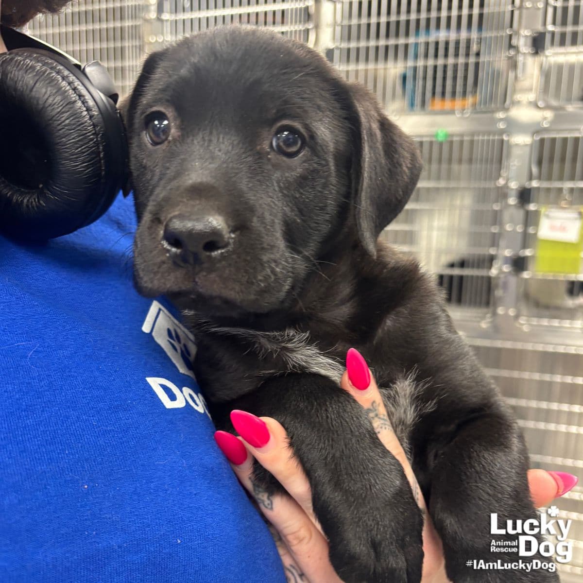 Pippi - Labrador Retriever