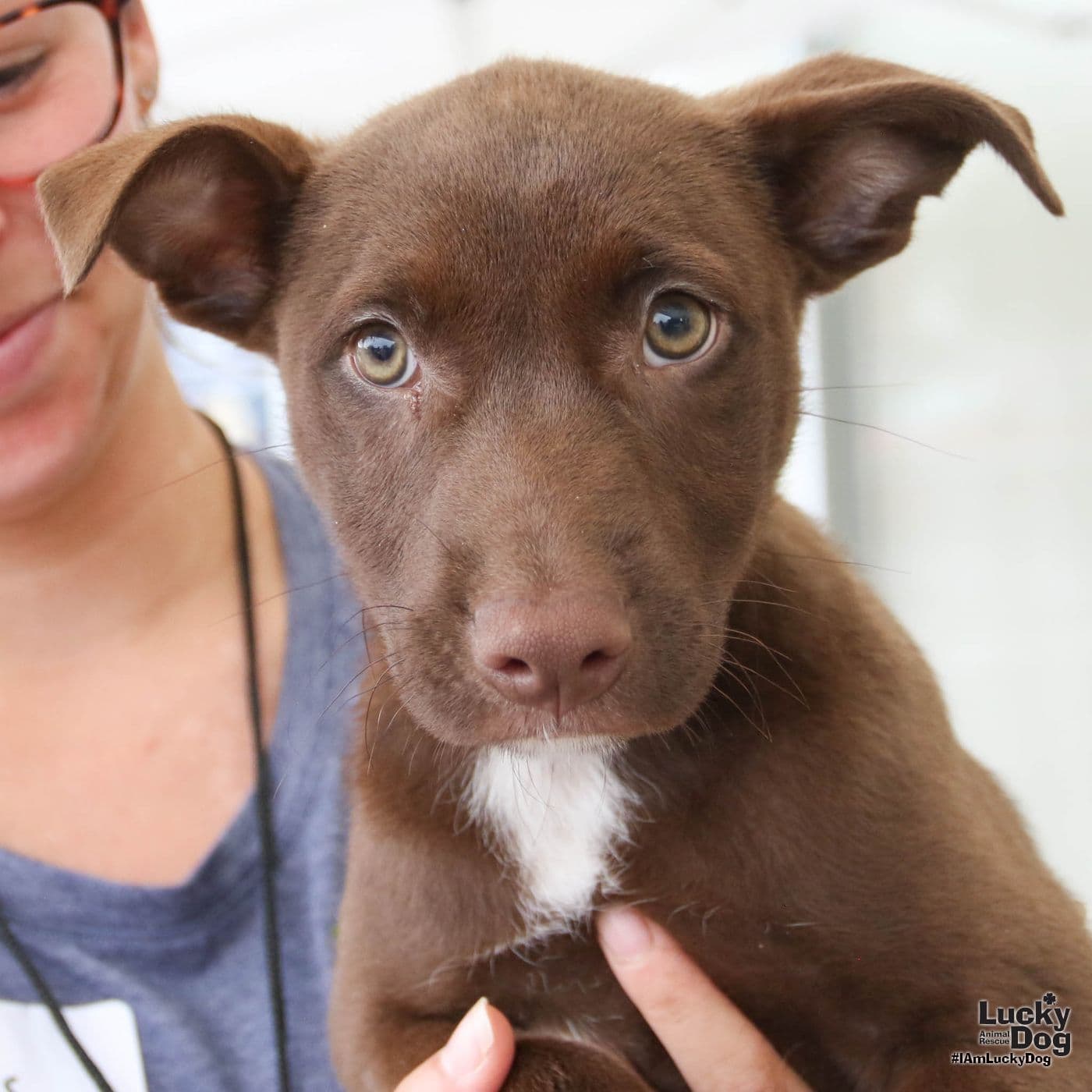 Amber - Labrador Retriever
