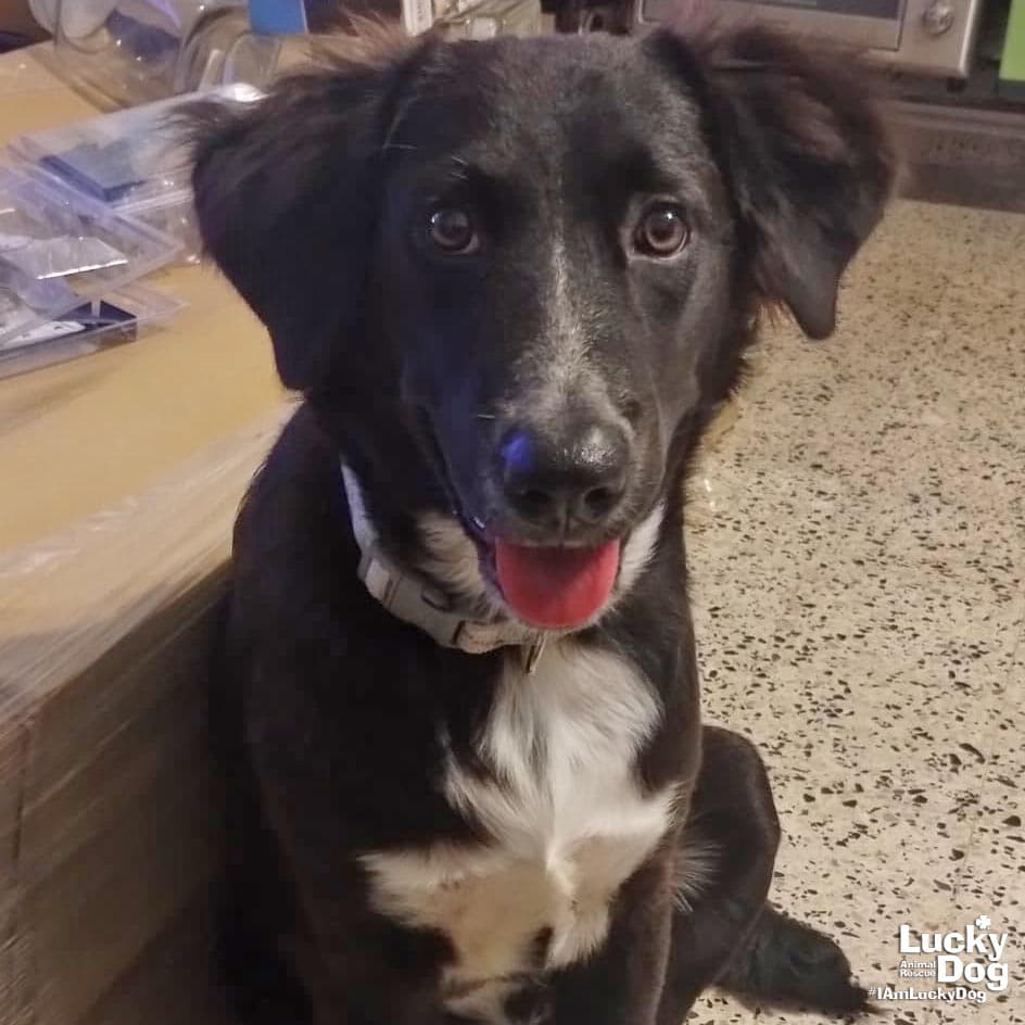 Lady Luna - Border Collie