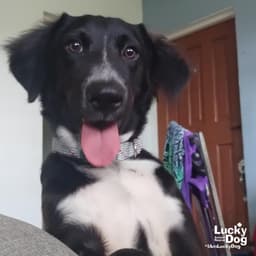 Lady Luna image 3