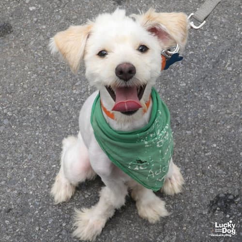 Lion - Shih Tzu