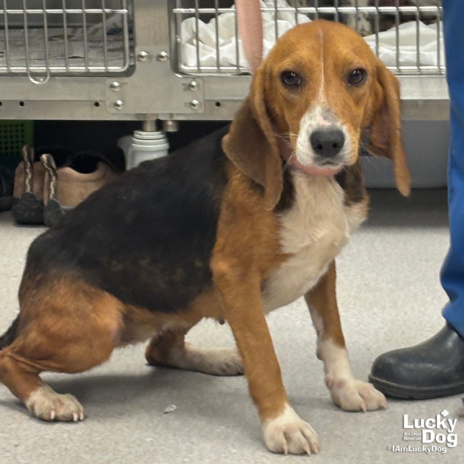 Angie - Beagle