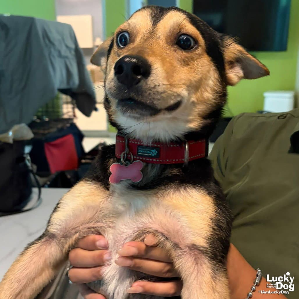 Cameron - Terrier