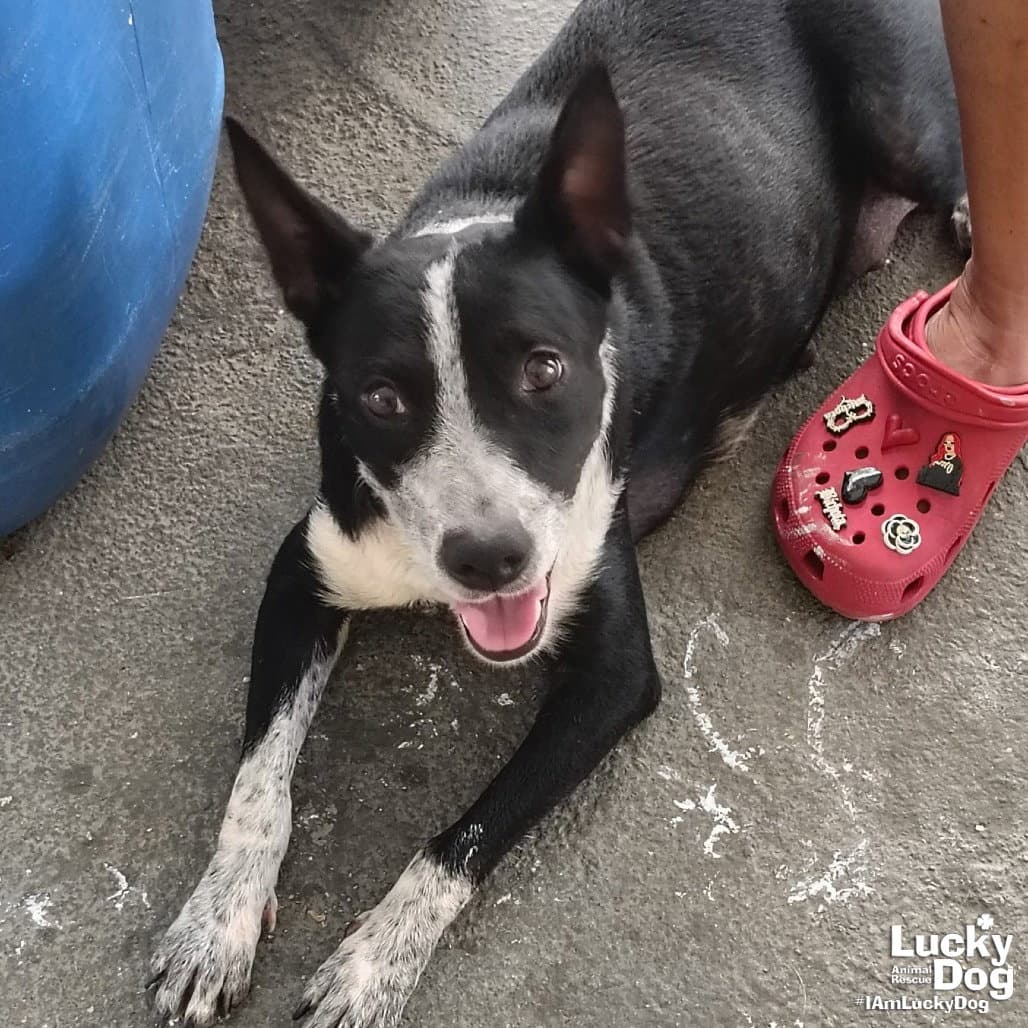 Juliet - Australian Cattle Dog/Blue Heeler