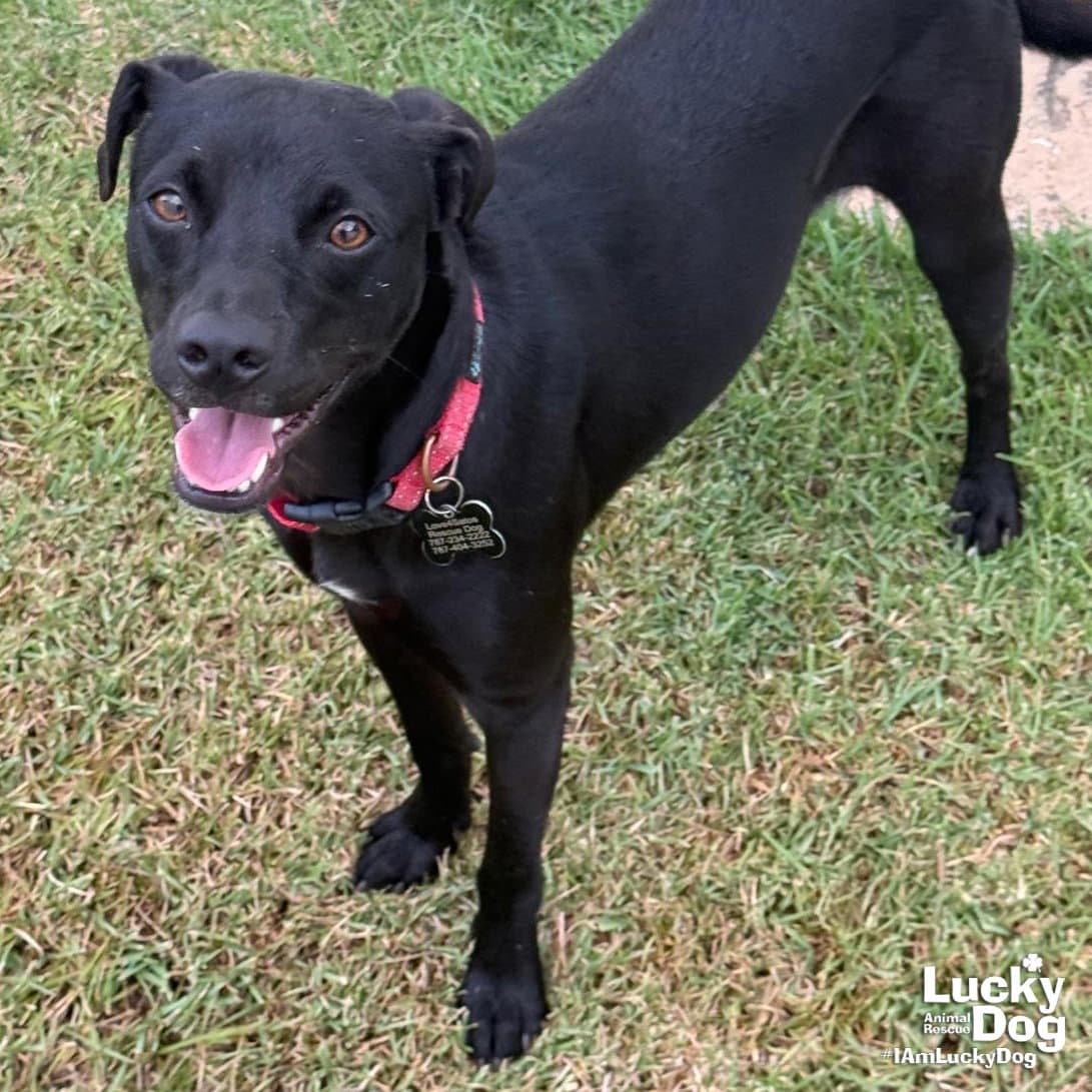 Tobias - Labrador Retriever