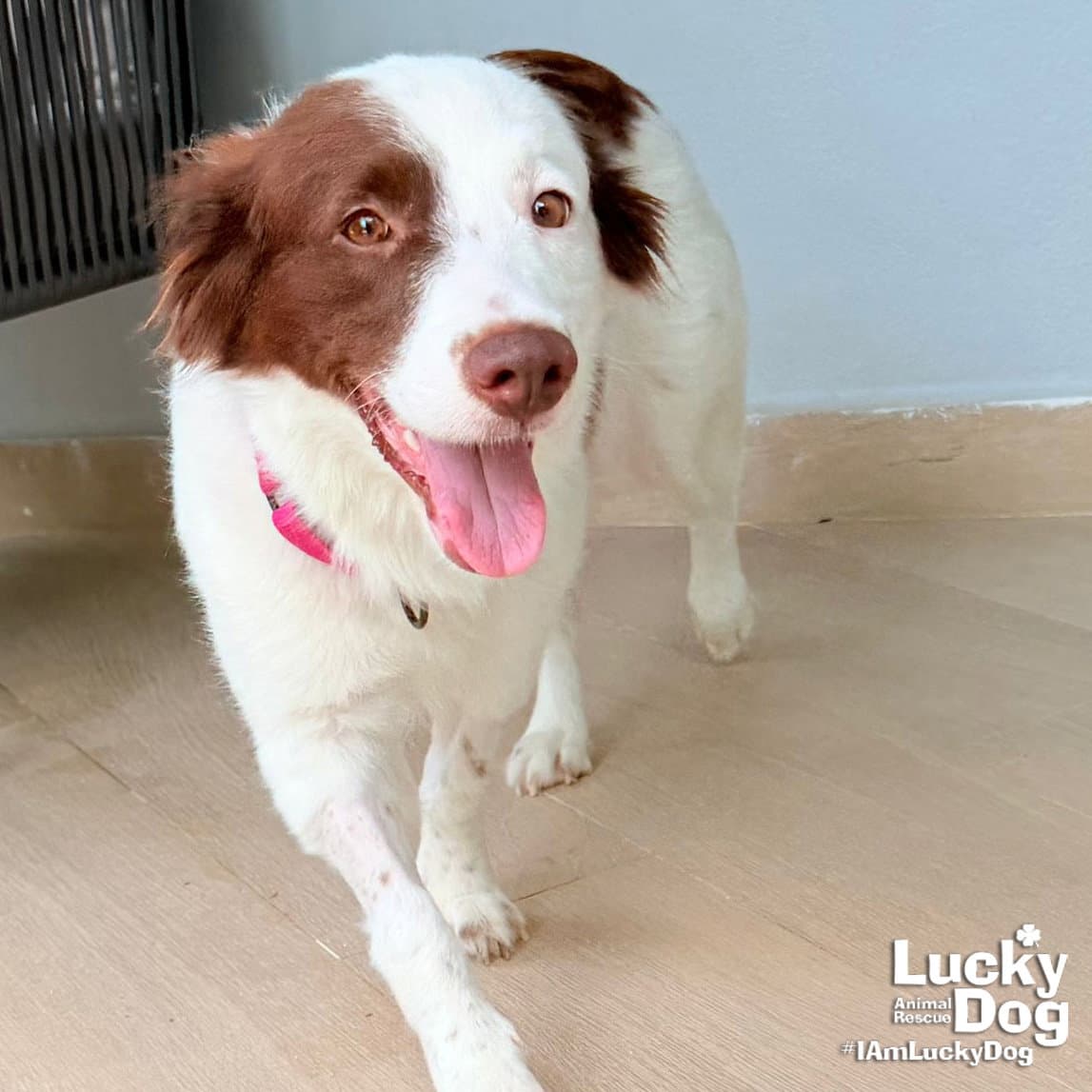 Tessy - Border Collie