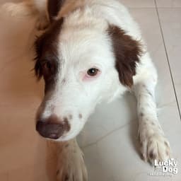 Tessy image 3