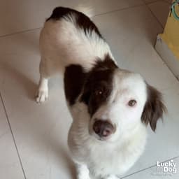 Tessy image 4