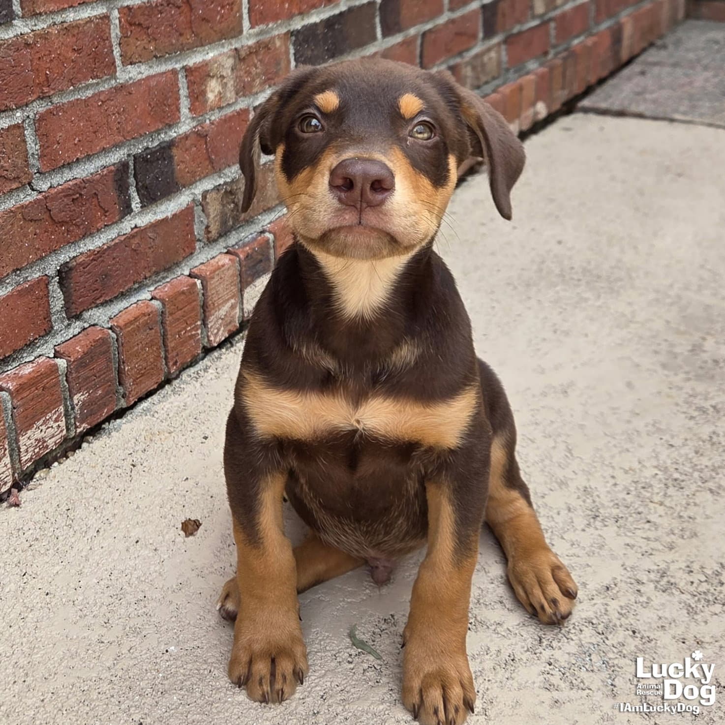 Brian - Doberman Pinscher