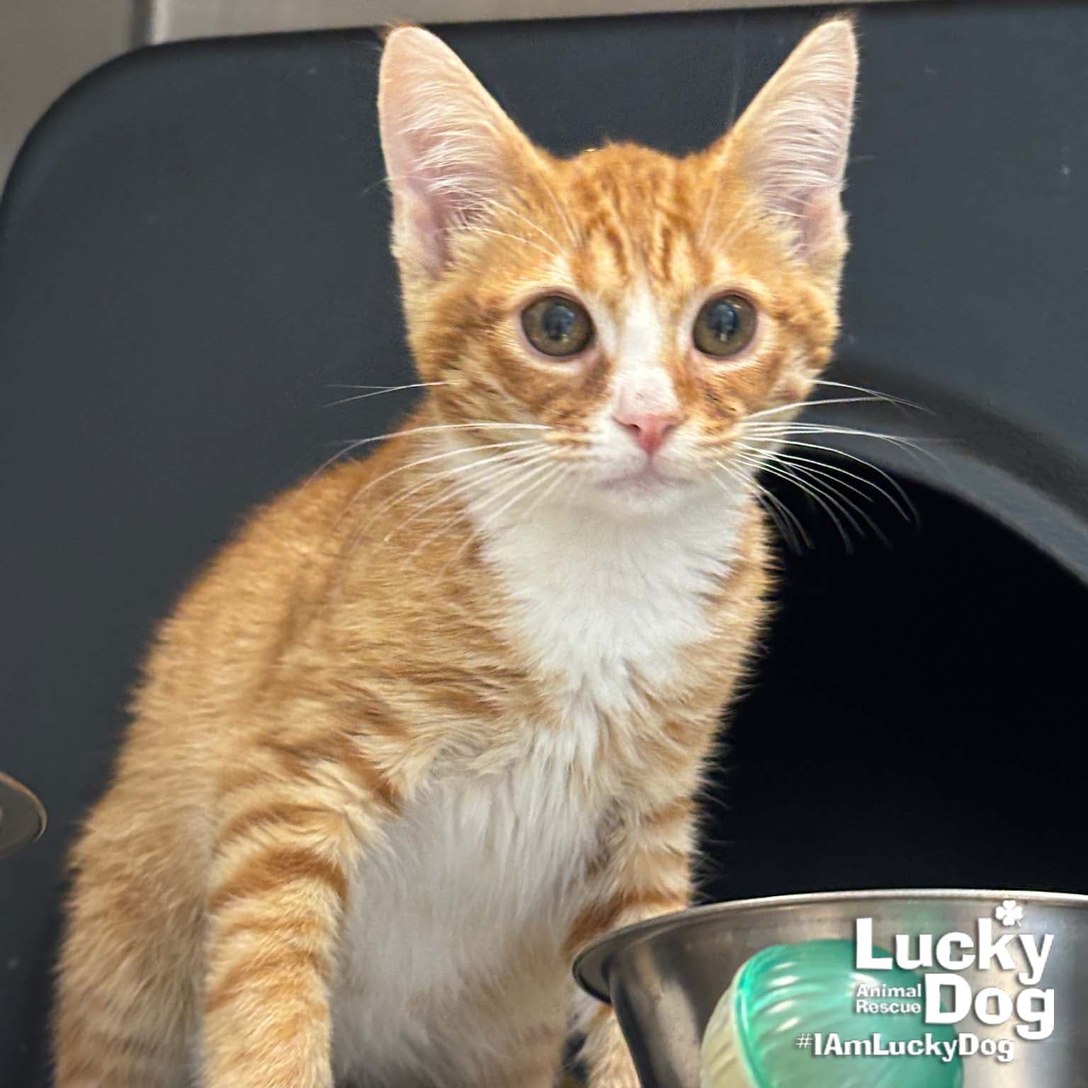 Elvis - Domestic Short Hair