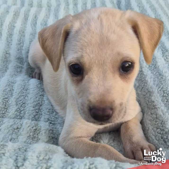Nayra - Labrador Retriever