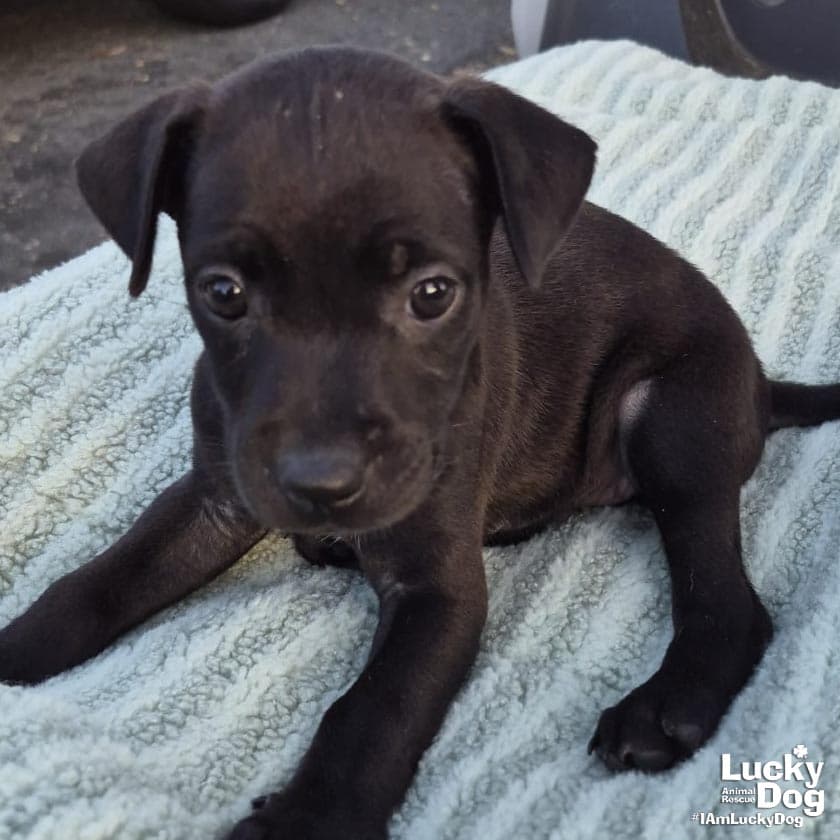 Noor - Labrador Retriever