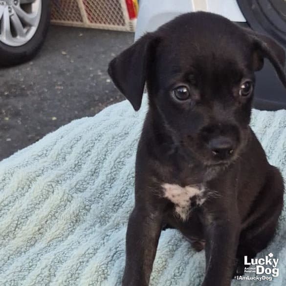 Niko - Labrador Retriever