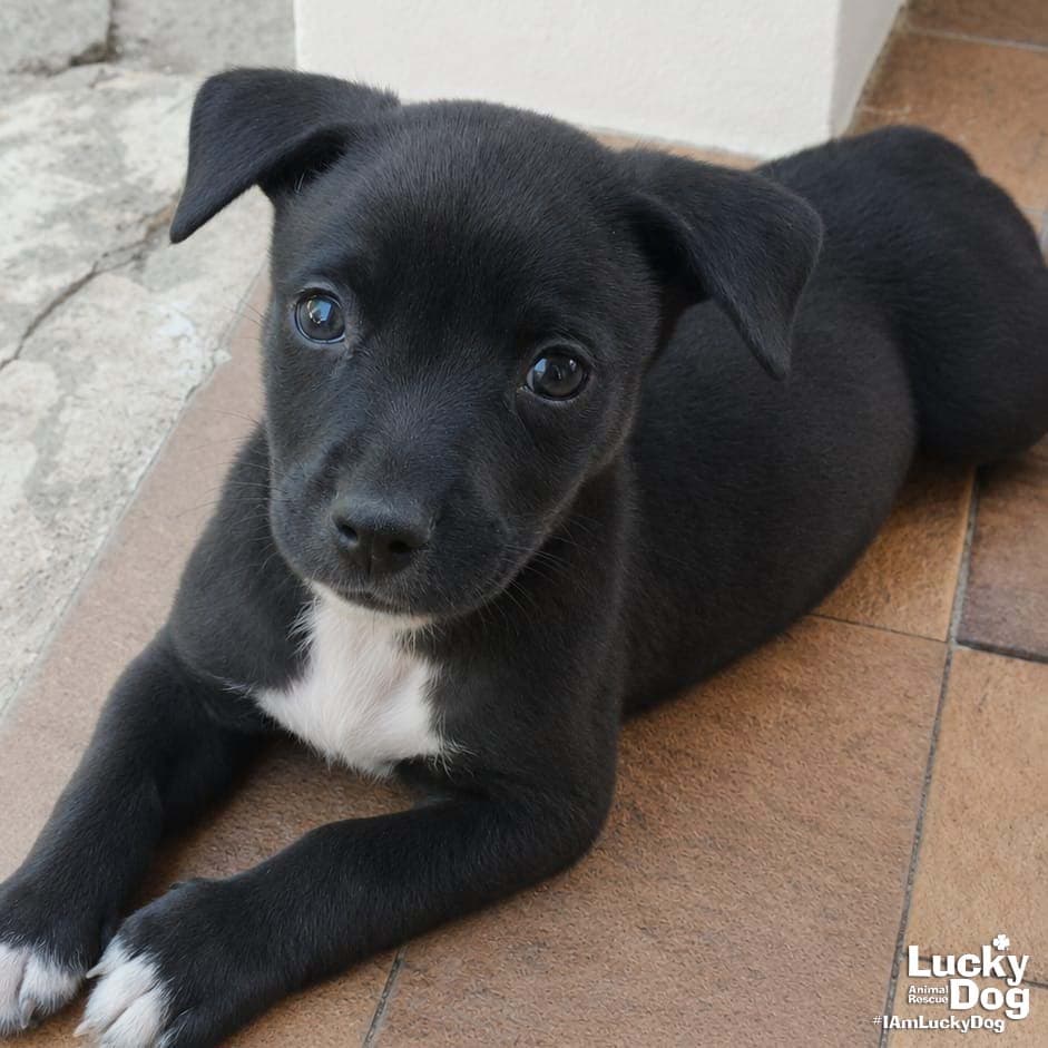 Nolan - Labrador Retriever