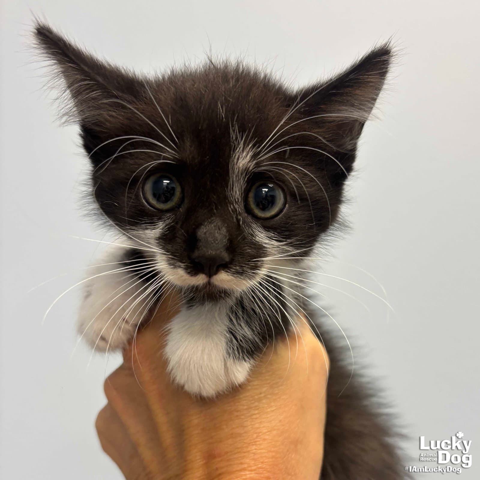 Blackberry - Domestic Short Hair
