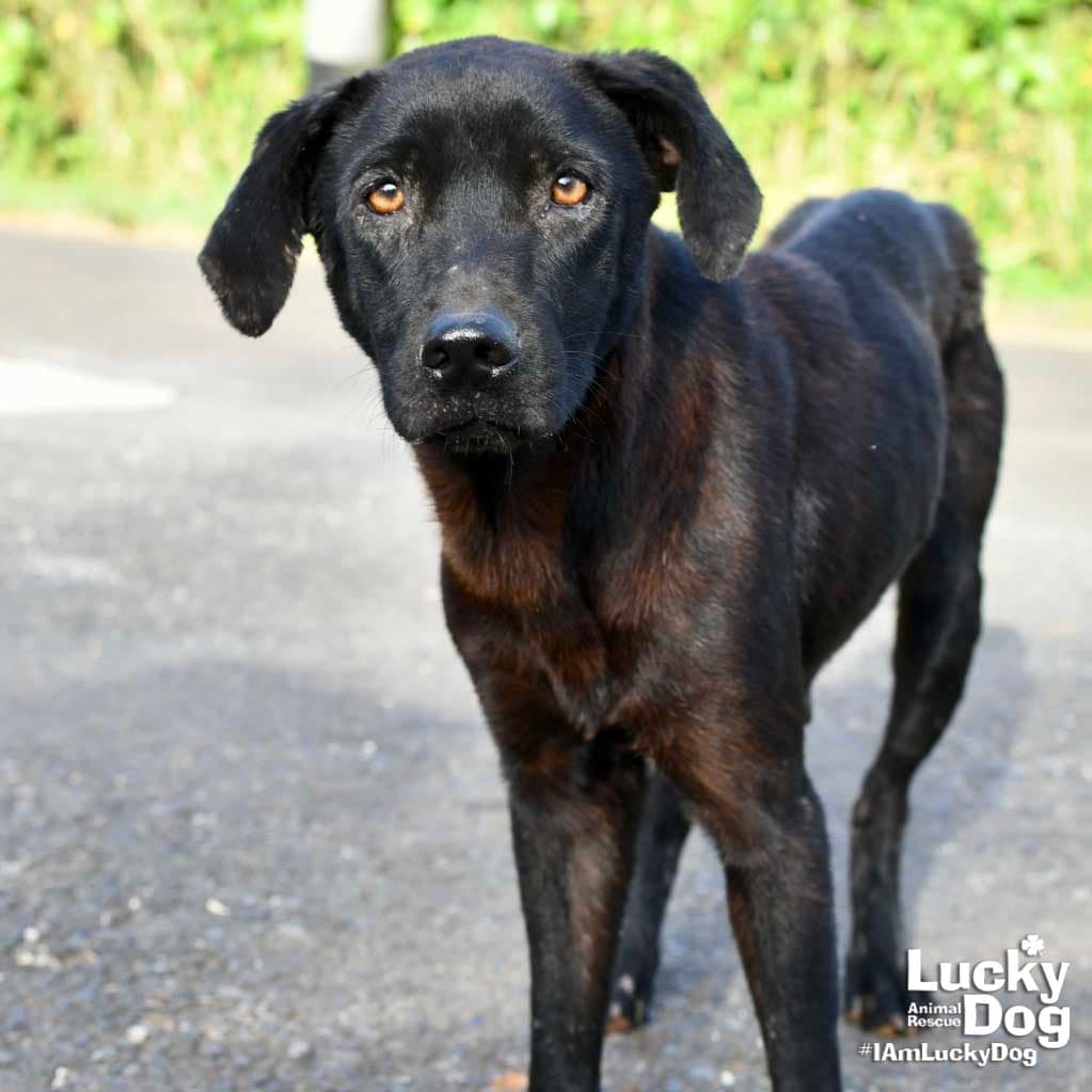 Tuquita - Labrador Retriever