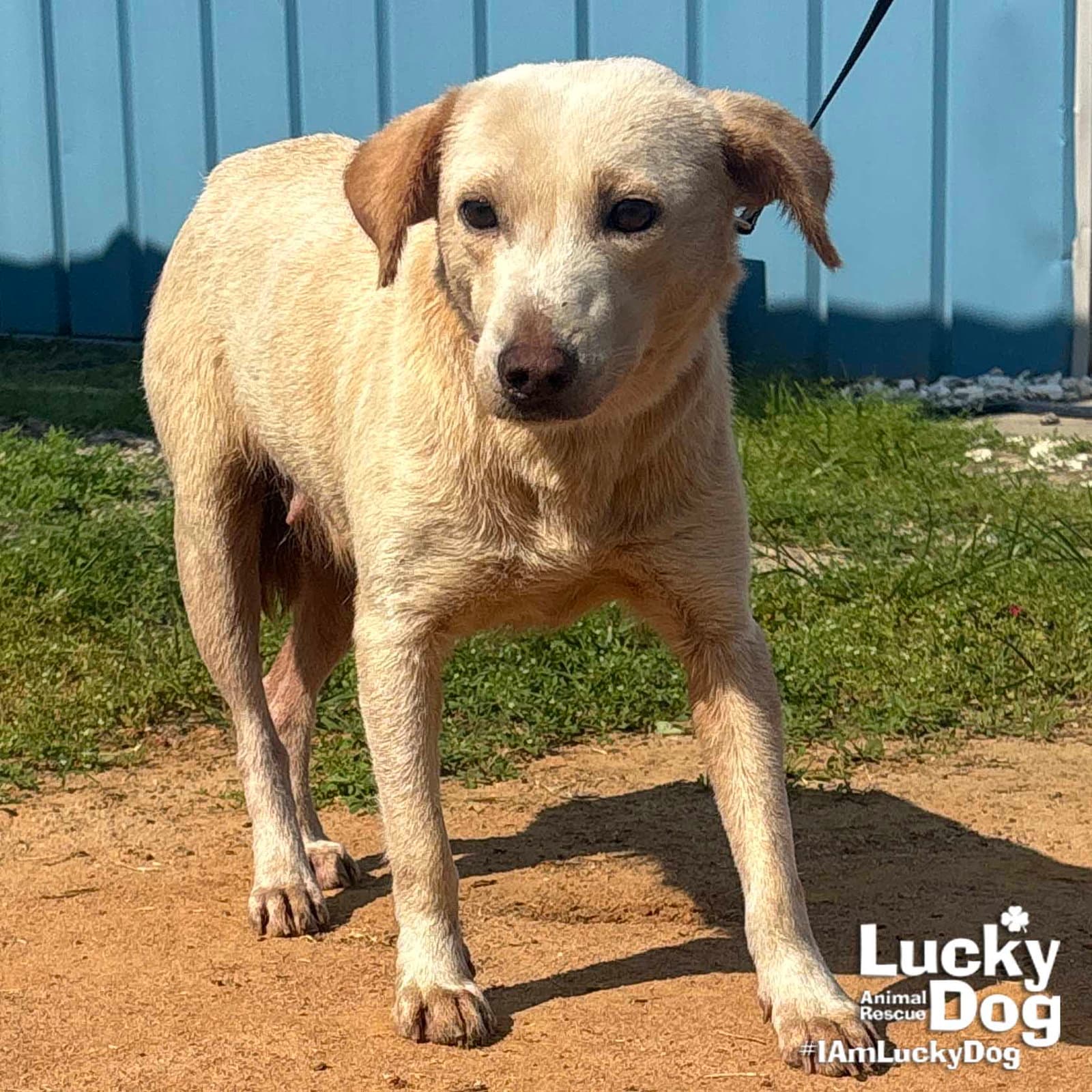 Spunky - Labrador Retriever