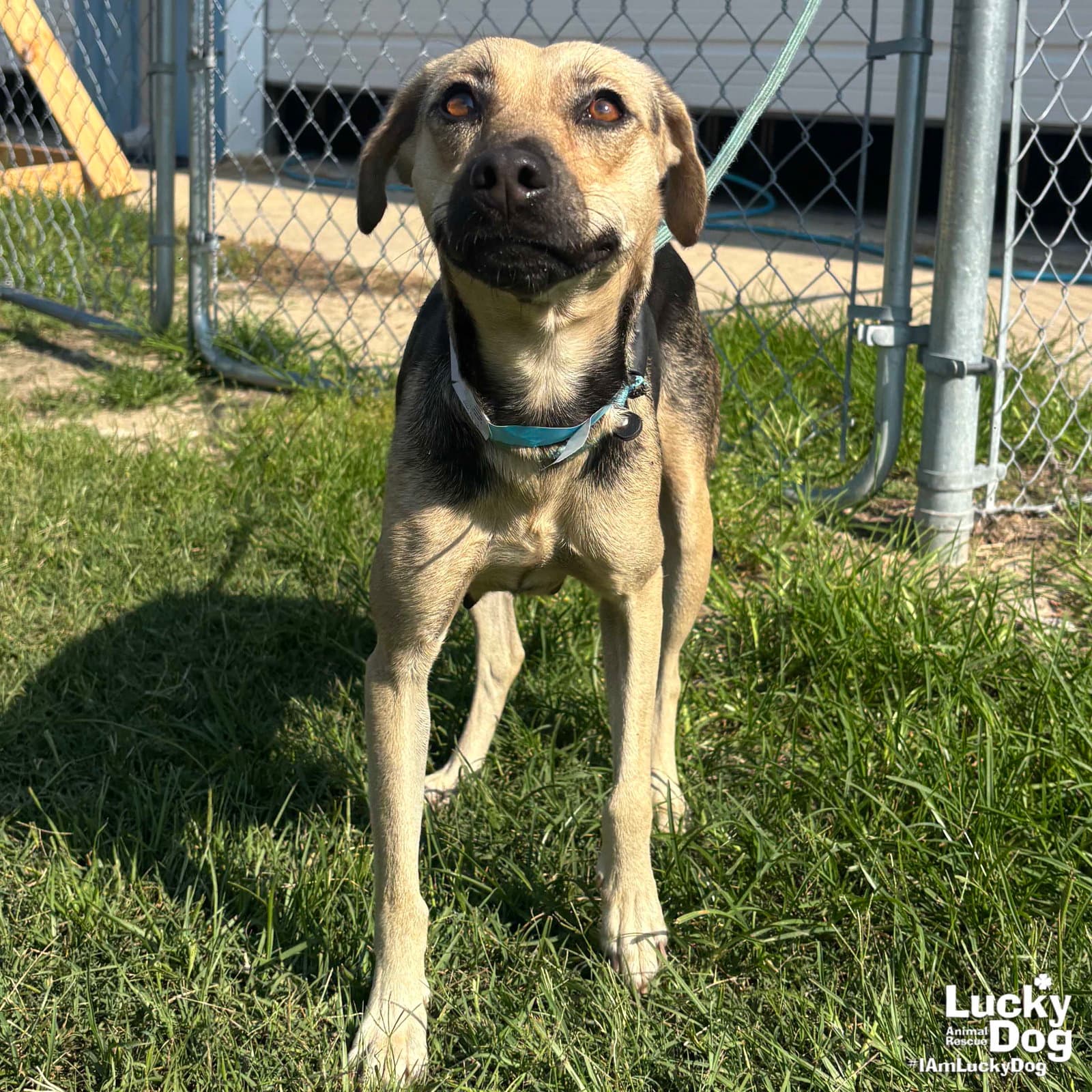 Farah - Labrador Retriever