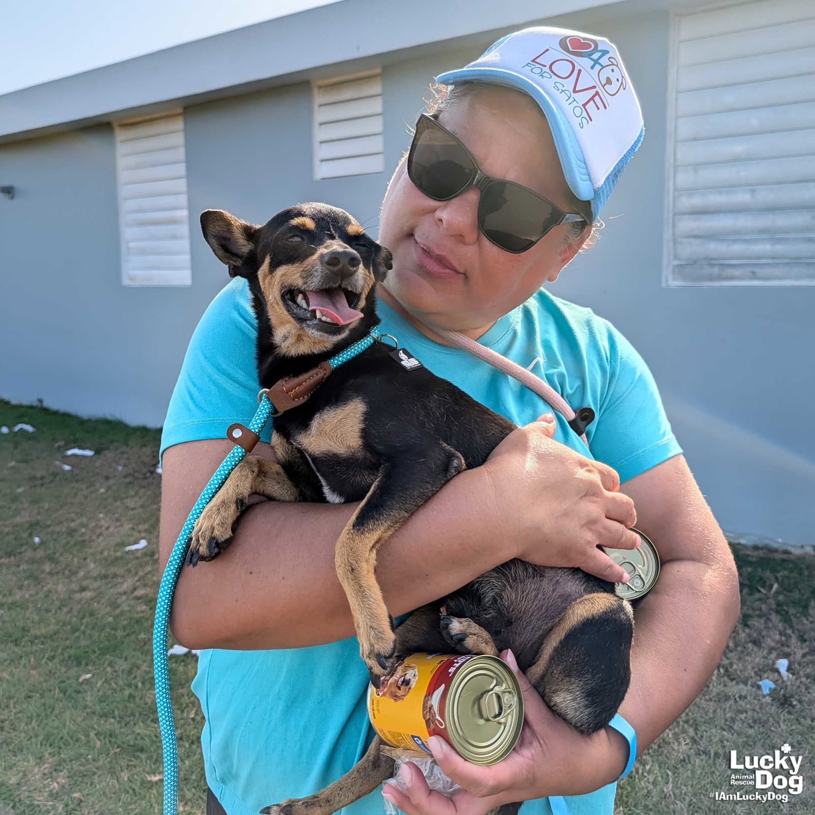 Froyo - Chihuahua