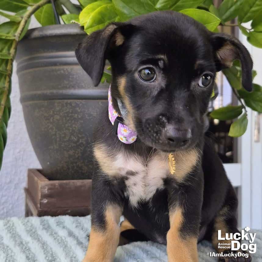 Odele - Dachshund