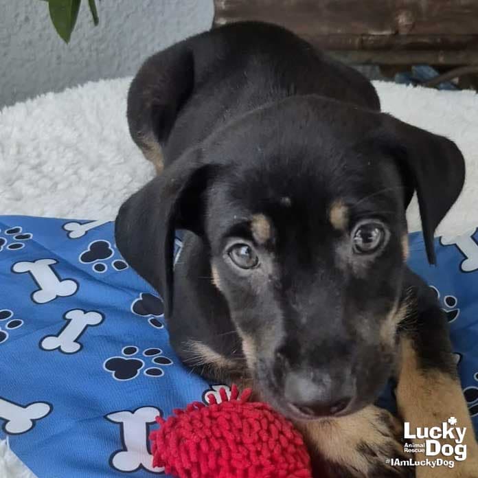 Ori - Dachshund