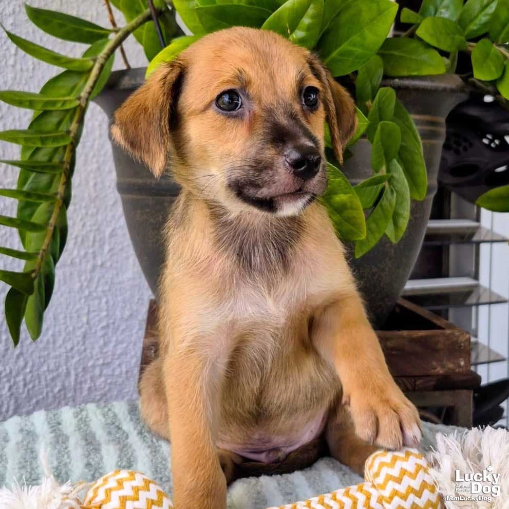 Oslo - Dachshund