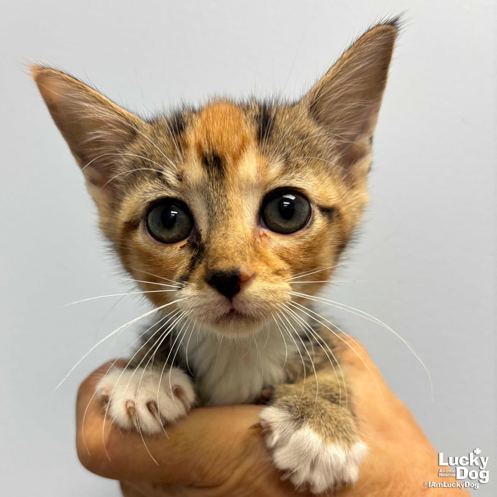 Lillyanne - Domestic Short Hair