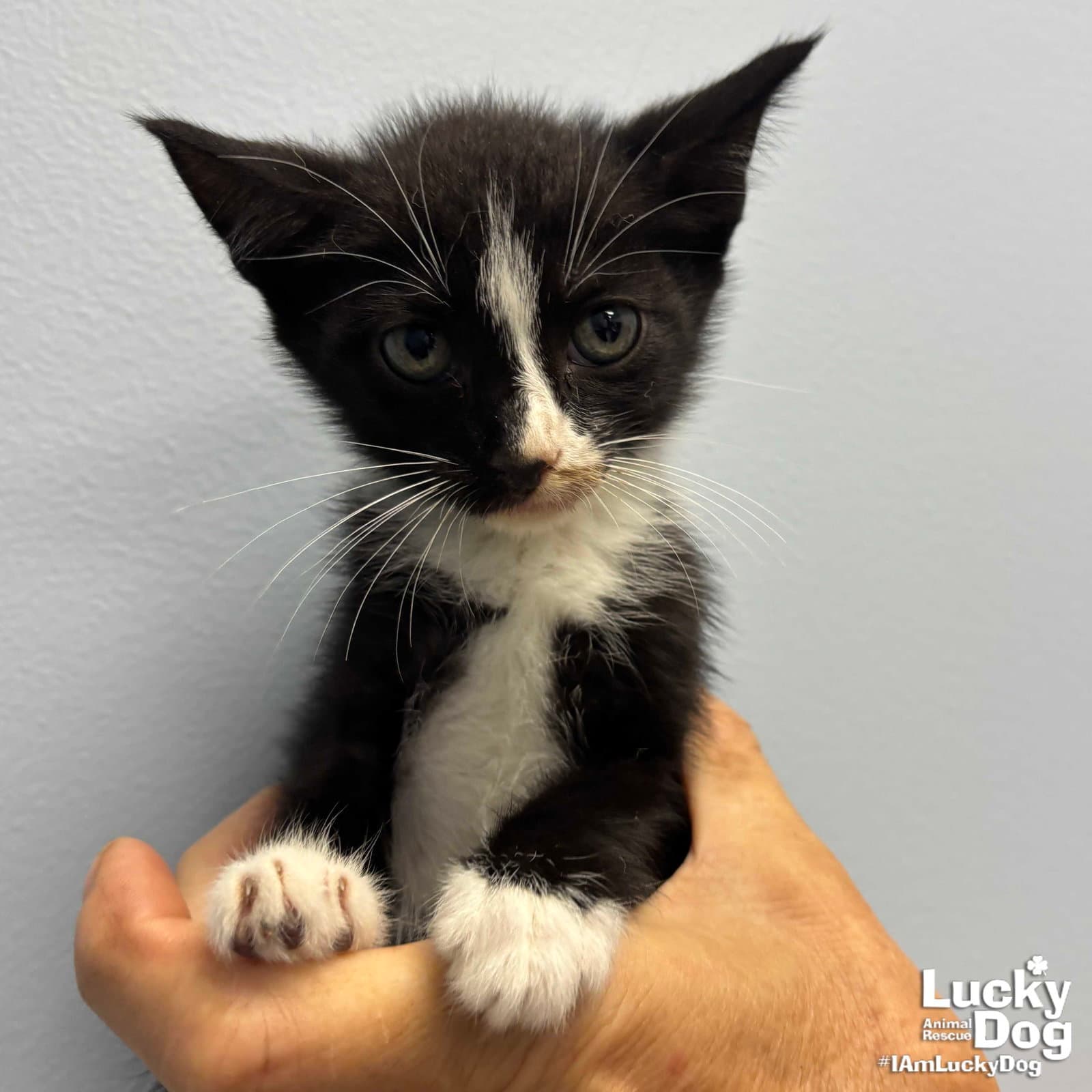 Link - Domestic Short Hair