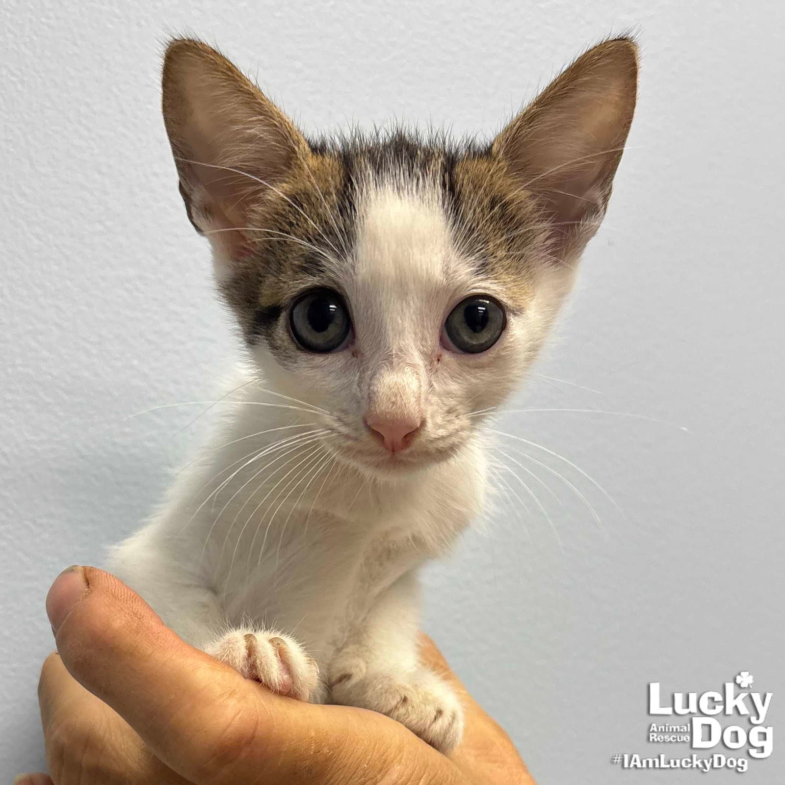 Leo - Domestic Short Hair