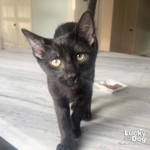 Little Bumblebee - Domestic Short Hair