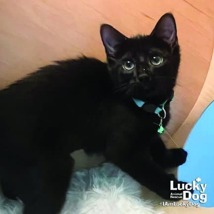 Little Ladybug - Domestic Short Hair