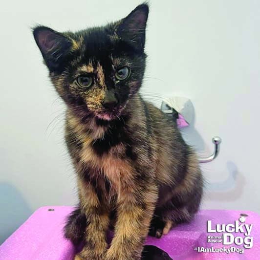 Little Firefly - Domestic Short Hair