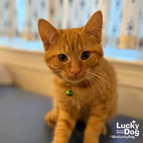 Little Grasshopper - Domestic Short Hair