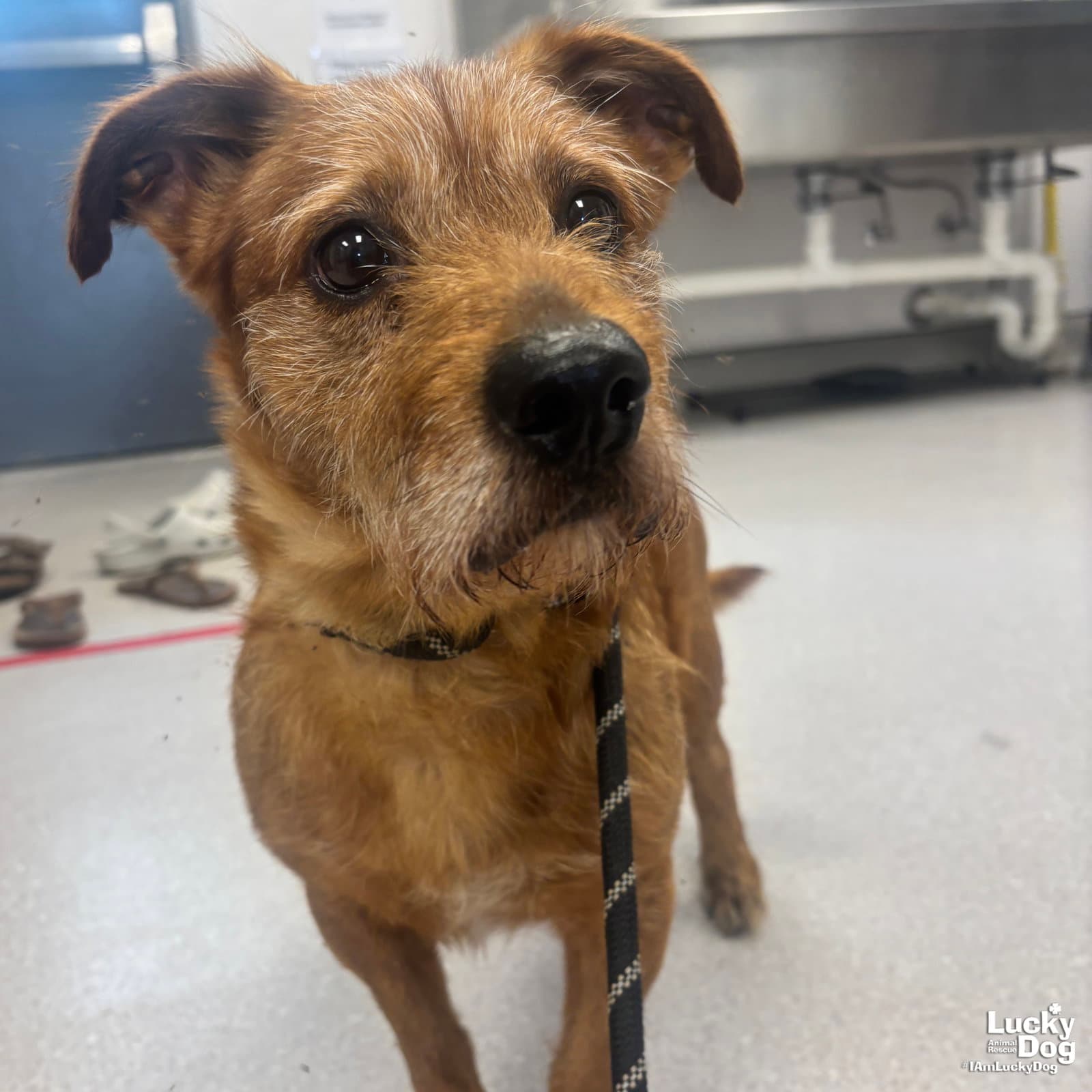 Zeke - Cairn Terrier