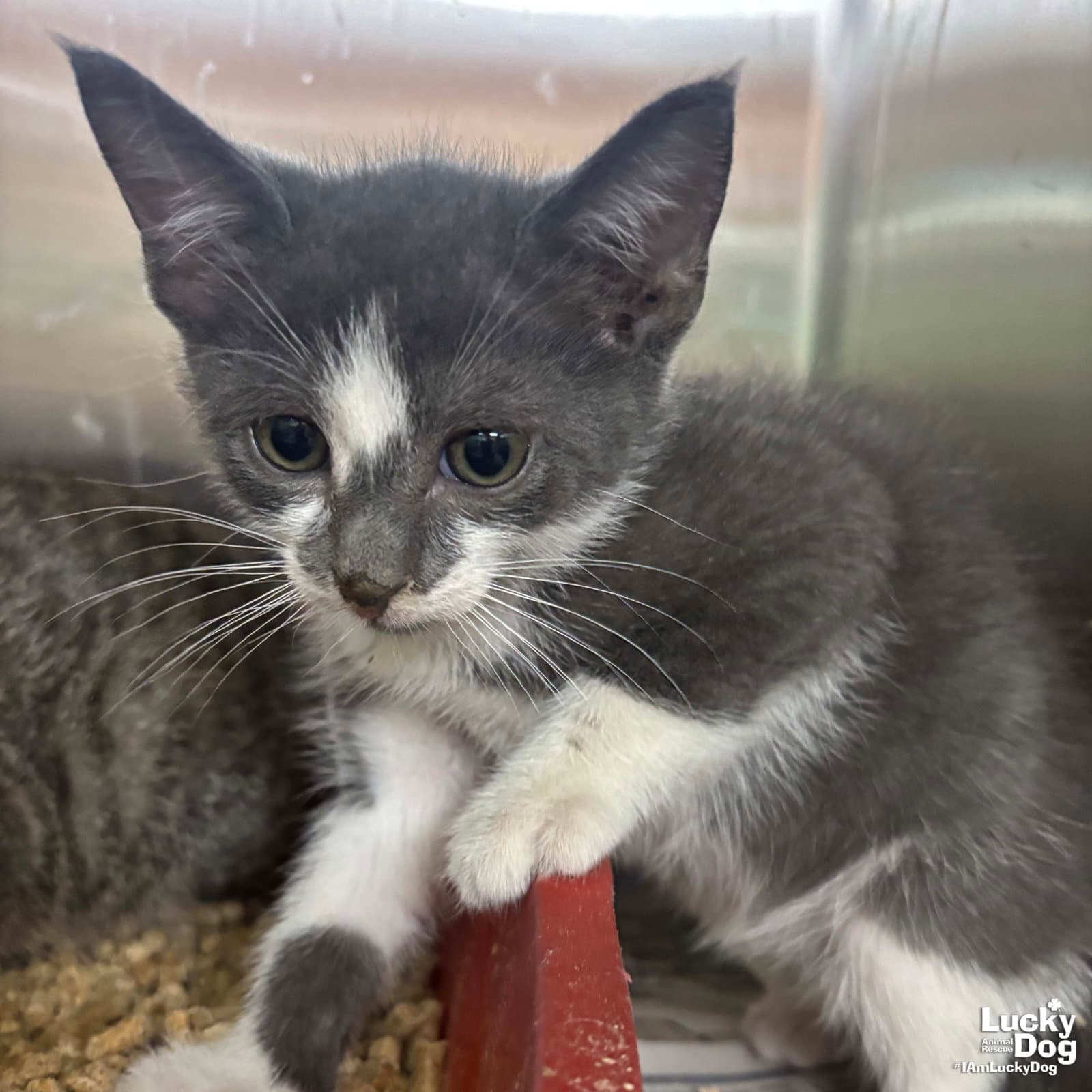 Zaxby - Domestic Short Hair