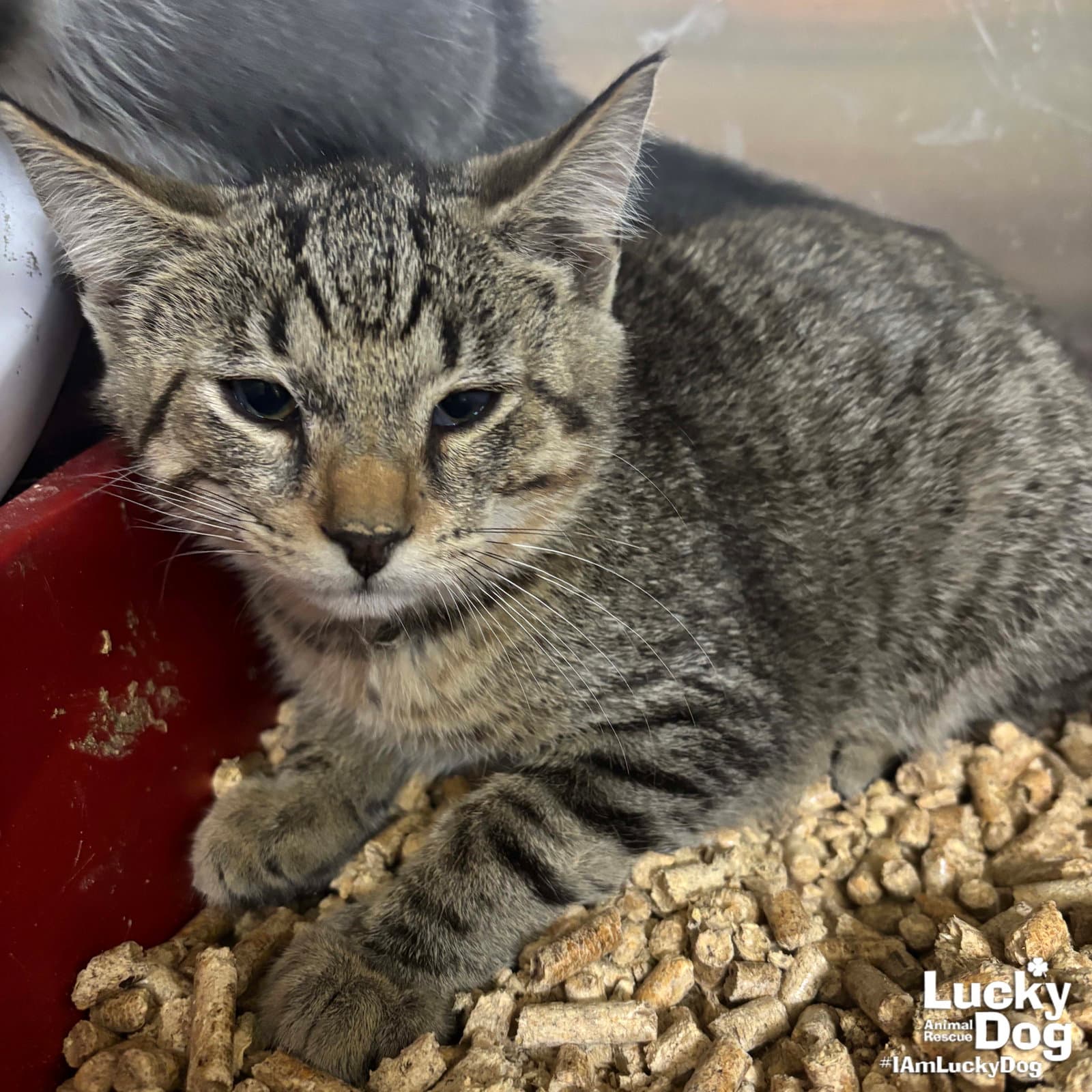 Zane - Domestic Short Hair