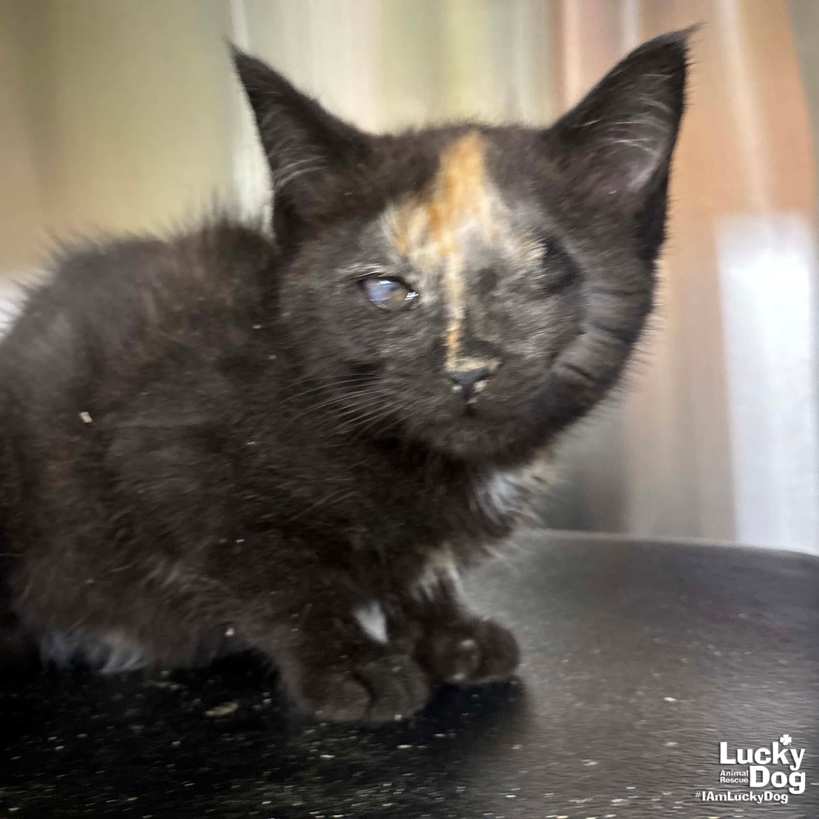 Zacora - Domestic Short Hair
