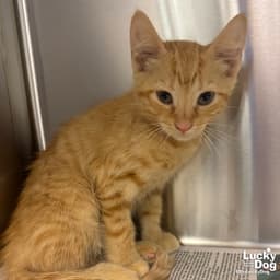 Larkin image 1