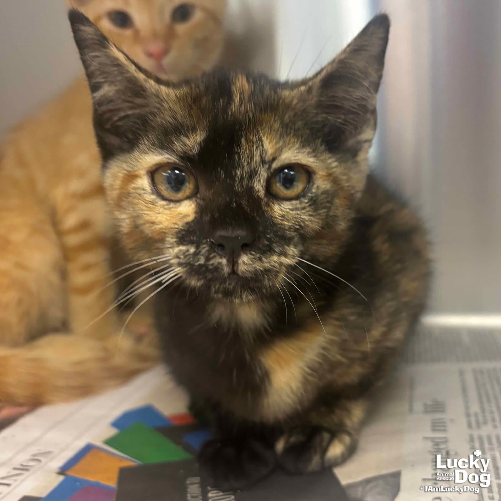 Lottie - Domestic Short Hair