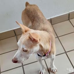 Nyla image 3