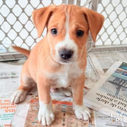 Puppy Preston image 1